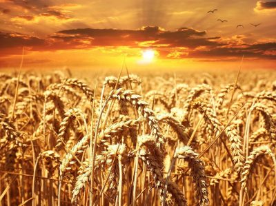 Self-Raising: Southern Grain Production Soars